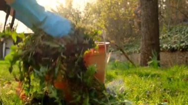 Removing weeds in the garden. Cleaning the garden in the spring.Hands in gloves fold last weeds in a brown bucket on spring garden background