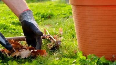 Cleaning the garden in the spring. Harvesting leaves in the garden in the spring season.Hands in gloves fold last years autumn leaves in a brown bucket on spring green garden background