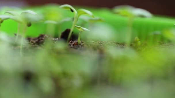 Microgreens.Fresh green sprouts of Chinese cabbage. Cultivation of microgreens. — Vídeo de Stock