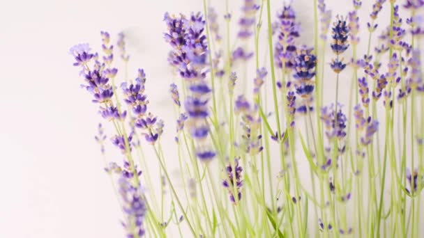 Flores e ervas aromáticas e curativas. Buquê de lavanda florescente close-up — Vídeo de Stock