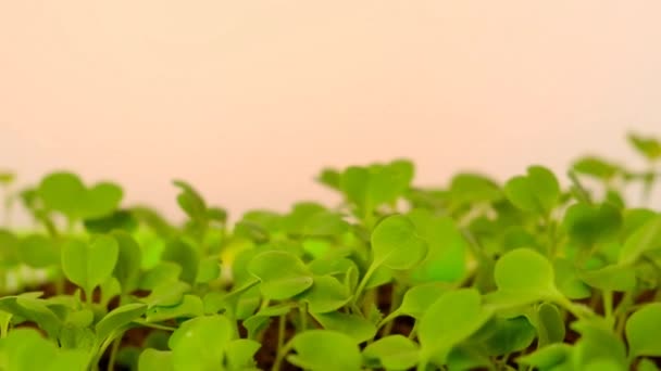 Microgreens .Green seedlings in Green germination tray on a light orange background. Growing seedlings.Gardening and agriculture. — Stock Video