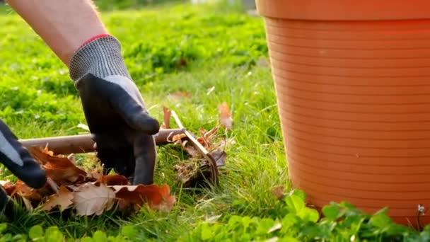 Cleaning the garden in the spring. Harvesting leaves in the garden in the spring season.Hands in gloves fold last years autumn leaves in a brown bucket on spring green garden background — Stok video