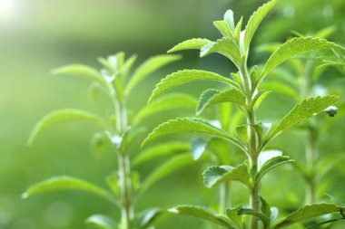 Stevia rebaudiana.Stevia plant on green background.Organic natural low calorie sweetener. Green stevia bush in the garden.Stevia fresh green twig