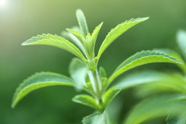 Stevia rebaudiana.Stevia plant on green background.Organic natural sweetener. Green stevia bush in the garden.Stevia fresh green twig