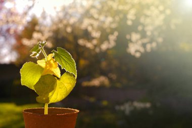 Green seedlings in peat cups in the sun in a spring garden.cucumbers seedlings.Cucumbers green plants close-up. Saplings and planting material. seedling cultivation. Spring work in the garden.