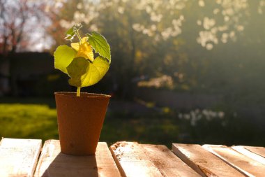 cucumbers seedlings.Green seedlings in peat cups in the sun in a spring garden.Cucumbers green plants close-up. Saplings and planting material. seedling cultivation. Spring work in the garden.