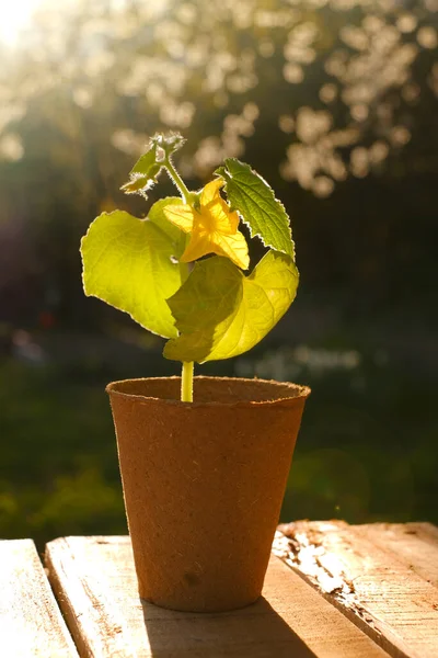 Green seedlings in peat cups in the sun in a spring garden.cucumbers seedlings.Cucumbers green plants close-up. Saplings and planting material. seedling cultivation. — Stock Fotó