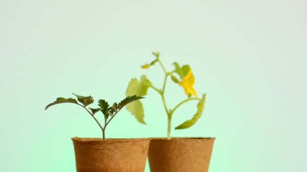 Cucumbers and tomato seedlings.Growing seedlings.Blooming seedlings — Stockvideo