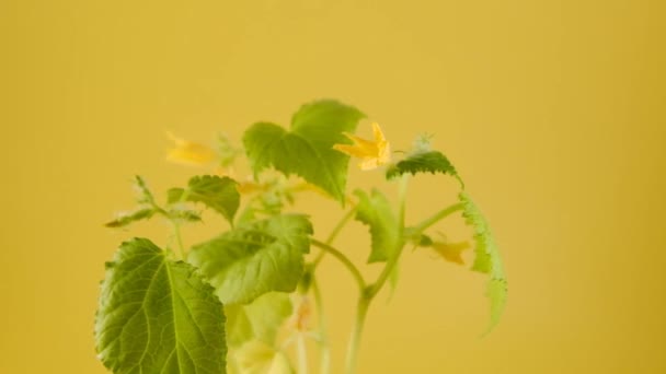 Pepinos plantas verdes de primer plano sobre un fondo amarillo.Plántulas florecientes en copas de turba. Cultivo de pepinos. Cultivo casero de verduras. Jardinería y agricultura. — Vídeos de Stock