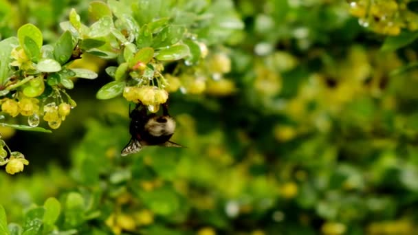 Bee collects nectar from yellow flowers in rainy weather.Bee and raindrops. — Vídeo de stock
