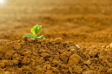 Green sprout in dry cracked soil.Green seedling in the ground in field.New life. Agriculture and farming concept. seedling cultivation. 