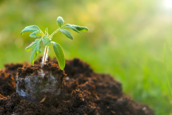 Seedling and peat in the ground on blurred field background. seedling cultivation. Farming and growing tomato.tomato seedling — Stockfoto