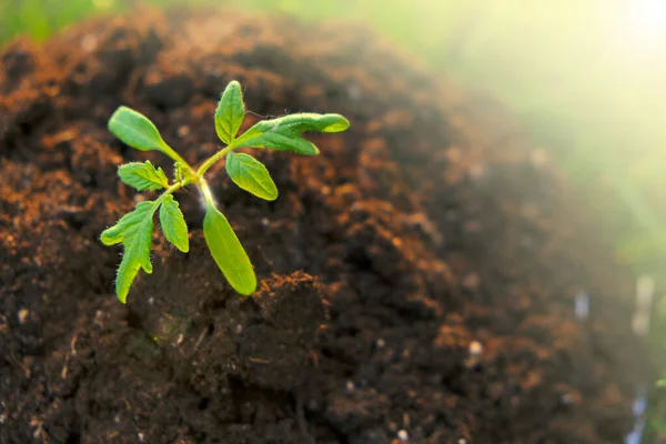 Tomato seedling and peat in the ground on blurred background. seedling cultivation. Farming and growing greenery concept. — Stockfoto