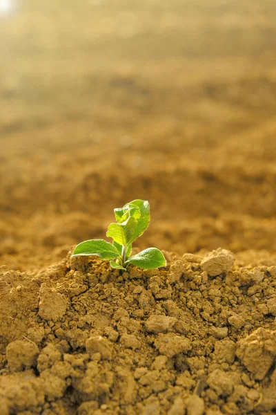 Green sprout in cracked soil.Green seedling in the ground in field.New life. Agriculture and farming concept. seedling cultivation. — Stock Photo, Image