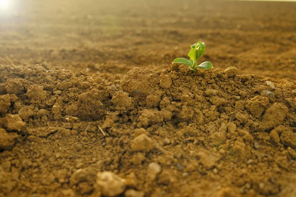 乾燥した割れ土の中で緑の芽。フィールド内の地面に緑の苗。農業と農業。苗の栽培. — ストック写真