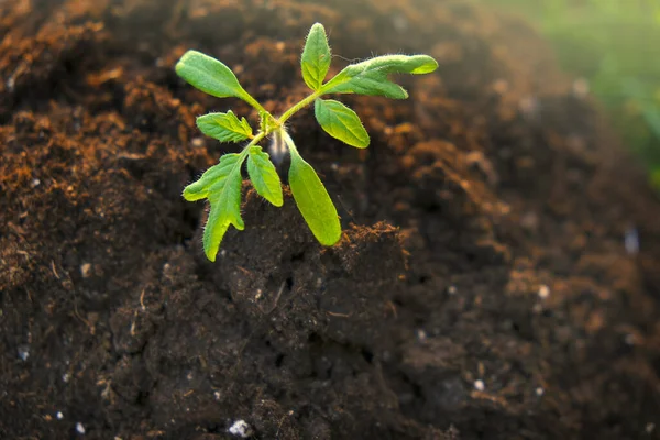 トマトの苗と地面の泥炭。苗の栽培。農業と成長する緑の概念. — ストック写真