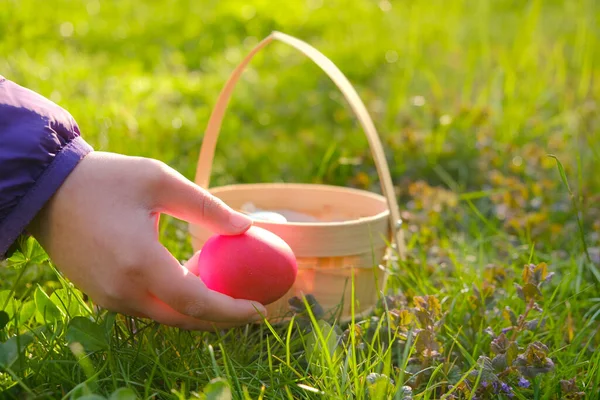 Keräämässä pääsiäismunia.Pääsiäismunan metsästys. Värikkäitä munia. Uskonnollinen loma tradition.Child kerää munia ja laittaa koriin keväällä puutarhassa.Kevään uskonnollinen loma — kuvapankkivalokuva