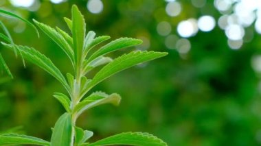 Stevia taze yeşil dal. Stevia rebaudiana. Stevioside Sweetener.