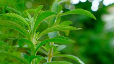 Stevia yeşil dal. Stevioside Sweetener. Stevia rebaudiana. Stevia bitkisi yeşil bulanık arka planda. Doğal düşük kalorili tatlandırıcı. Bahçede yeşil stevia çalısı..
