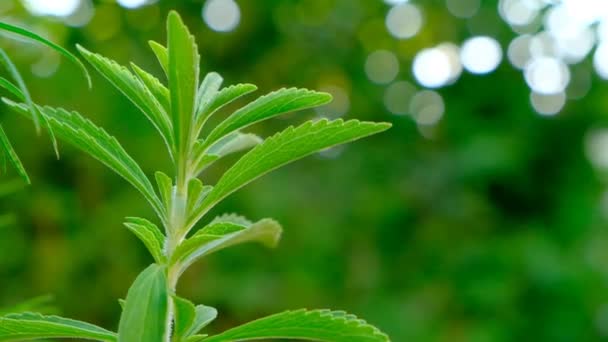 Stevia brindille verte fraîche.Stevia rebaudiana.Stevioside édulcorant — Video