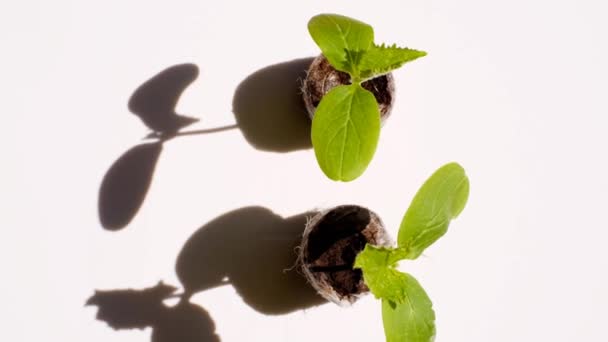 Uborka növények izolált fehér hátterű.zöld uborka palánták tőzeg tabletta fehér hátterű.növénytermesztés és gazdálkodás — Stock videók