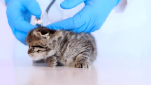 Kätzchen in einer Tierklinik. Untersuchung eines Kätzchens mit einem Tierarzt. Schottisches Faltkätzchen in den Händen eines Tierarztes in blauen Medizinhandschuhen auf einem weißen Tisch. — Stockvideo