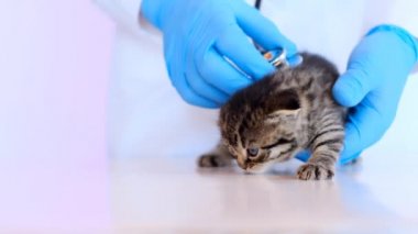 Kedi yavrusu ve veteriner. Yavru kediyi muayene ediyorum. Yavru kedi. İskoç tekir kedisi mavi eldivenli bir veterinerin elinde beyaz bir masada..