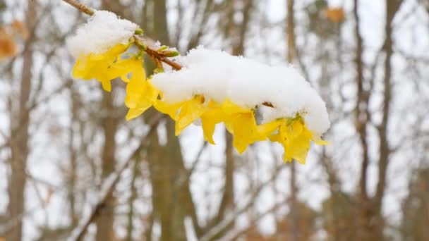 Χιόνι άνοιξη. κίτρινο κλαδί κάτω από το χιόνι.Ανθισμένο δέντρο σε έναν χιονισμένο κήπο. Χιόνι την ανοιξιάτικη περίοδο. φόντο χιόνι λουλούδι. — Αρχείο Βίντεο