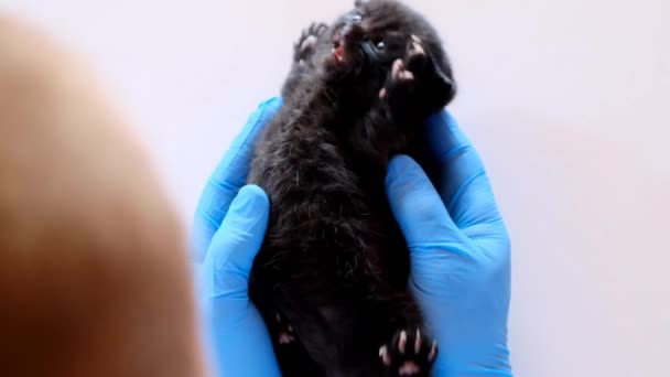 Černá Kitten a veterinář.Baby koťátka.Zkoumání koťátko s veterinárním lékařem. Černé koťátko v rukou veterinárního lékaře v modrých lékařských rukavicích na bílém stole. — Stock video