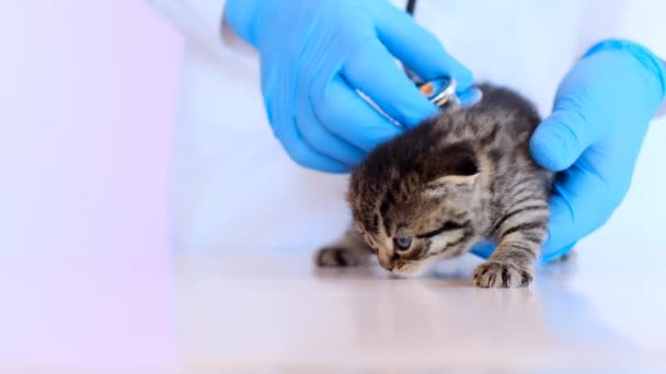 Kätzchen und Tierarzt. Untersuchung eines Kätzchen.Baby-Kätzchen. Scottish fold tabby kitten in den Händen eines Tierarztes in blauen medizinischen Handschuhen auf einem weißen Tisch. — Stockvideo