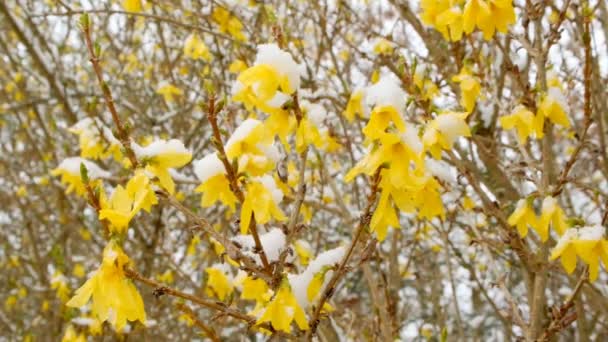 Žluté větve pod sněhem v jarní zahradě.Jarní sníh. Jarní počasí.Kvetoucí strom ve zasněžené zahradě. Sníh v jarní sezóně.Květinový sníh pozadí. — Stock video