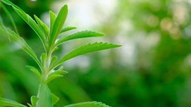 Stevia rebaudiana. Stevioside Tatlandırıcı Çiğ Madde.