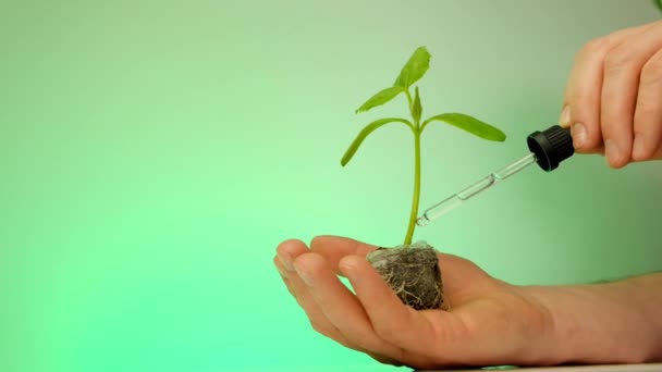 Sistema de raíz de plántula activator.mans mano goteo fertilizante en un brote verde — Vídeo de stock