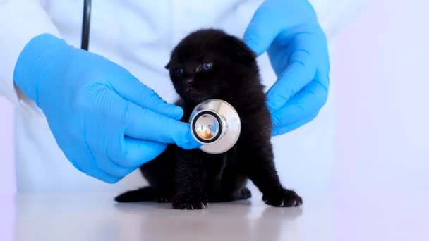 Katzengesundheit.Katzen- und Tierarzt.Tierarzt.Babykätzchen.Schwarzes Schlappohr-Kätzchen mit blauen Augen in den Händen eines Arztes mit einem Stethoskop.Untersuchung eines Kätzchens beim Tierarzt. — Stockvideo