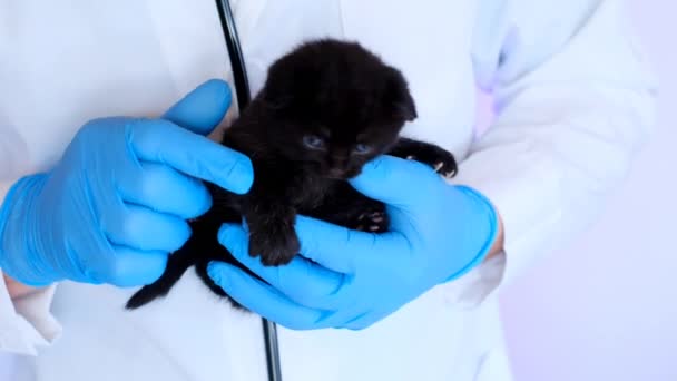 Υγεία των γατών.Γατάκι και κτηνίατρο.Ιατρική για τα ζώα.Γατάκι μωρού — Αρχείο Βίντεο