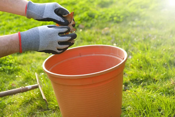 Membersihkan taman musim semi. Memanen daun di kebun di musim semi. tangan dalam sarung tangan tahun lalu daun musim gugur dalam ember di latar belakang taman hijau musim semi — Stok Foto