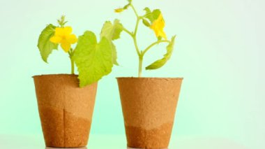 Salatalıklar yeşil arka planda turba kapaklarında fidanlar açıyor. Salatalık yetiştiriyorum. Ev yapımı sebzeler. Bahçe ve tarım..