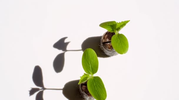 Pepinos plantas isoladas em fundo branco.pepinos verdes mudas — Vídeo de Stock