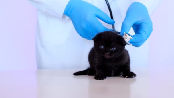 Kočičí zdraví.Kočička a veterinář.Léky pro zvířata.Kočička.Černé ušaté koťátko s modrýma očima v rukou lékaře se stetoskopem. — Stock video