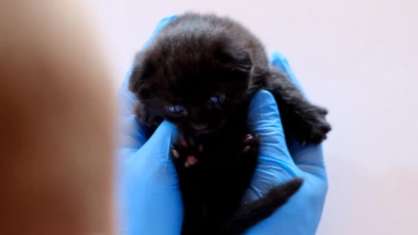 Kotě a veterinář.Dítě kotě v rukou veterinárního lékaře v lékařských rukavicích na bílém stole.Vyšetření koťátko s veterinárním lékařem — Stock video