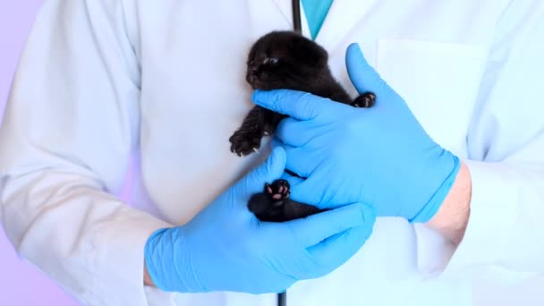 Untersuchung eines Kätzchens beim Tierarzt. Katzengesundheit. Medizin für Tiere. Baby-Kätzchen. Schwarzes Kätzchen mit blauen Augen in den Händen eines Arztes mit Stethoskop. — Stockvideo