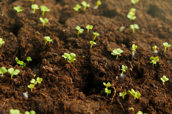 Petits germes verts dans la tourbe. Semis verts dans des comprimés de tourbe dans un plateau de germination. Microgreens et semis en croissance. Sol et pousses vertes. — Photo