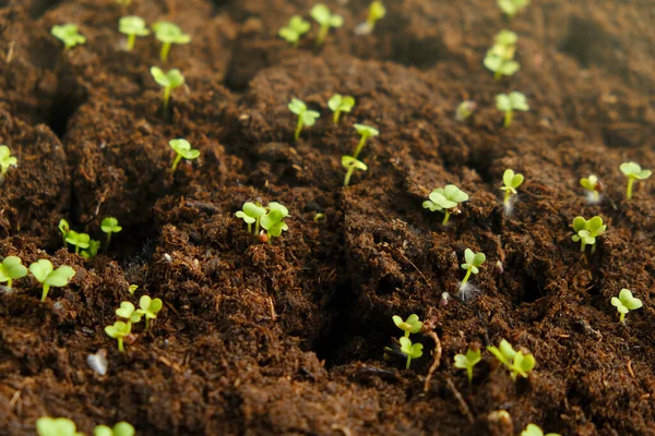 Pequenos brotos verdes em turfa. Mudas verdes em comprimidos de turfa em bandeja de germinação. Crescendo microgreens e mudas. Solo e brotos verdes. — Fotografia de Stock