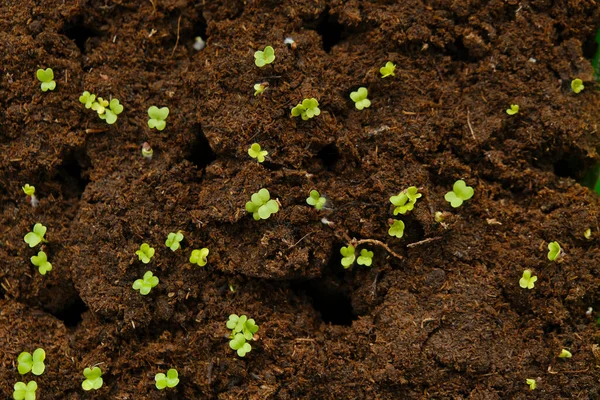泥炭の緑の小さな芽。発芽トレイの泥炭タブレットの苗。成長しているマイクログリーンと苗。土と緑の芽。トップ表示. — ストック写真