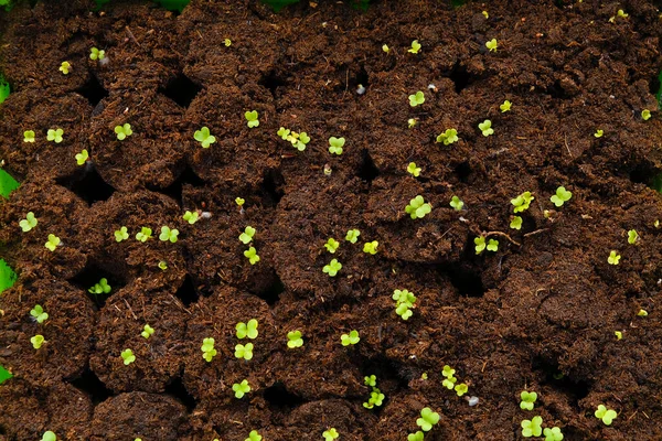 Groene kleine spruiten in turf. Groene zaailingen in turftabletten in kiemschaal. Kweken van microgreens en zaailingen. — Stockfoto