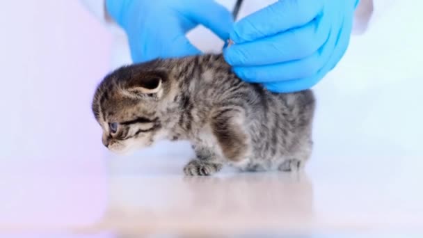 Kotě a veterinář. Zkoumání koťátka. Koťátko. — Stock video