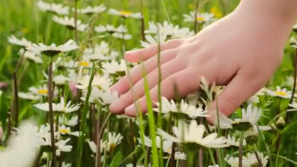 Fleurs d'été.Fleurs de camomille. La main des enfants touche des fleurs sauvages dans les rayons du soleil. Saison estivale.Humeur estivale — Video