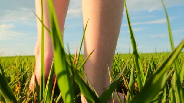 Blote kindervoeten lopen op het groene gras. Wandelen in het zomers groene veld.Nabijheid met de natuur. natuur energie.Zomer seizoen.Zomer stemming.slow motion — Stockvideo