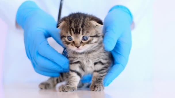 Kitten a veterinář.Scottish složit kotě v rukou veterinárního lékaře — Stock video