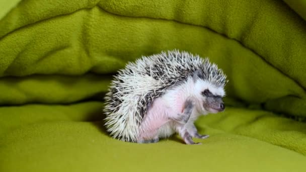 Baby hedgehog in a soft house.Pets. House for hedgehogs.African pygmy hedgehog. Gray hedgehog with white spots. A prickly pet. — Stock Video